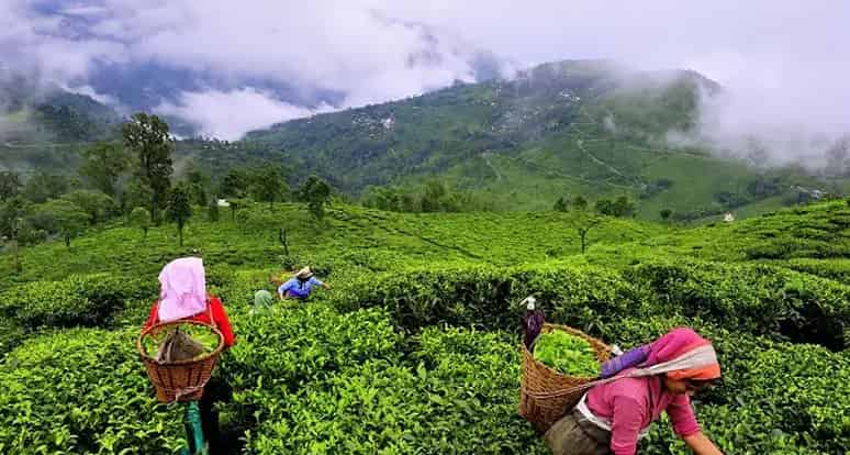 Kerala Tour Package Munnar