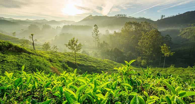 Kerala Tour Package Munnar