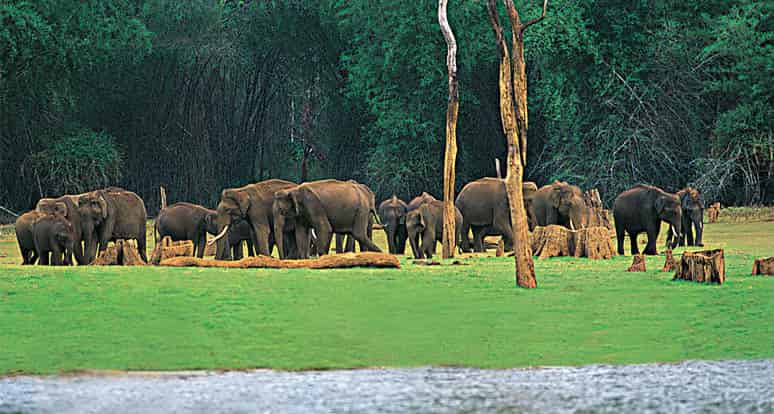 Kerala Tour Package Thekkady